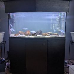 75 gal. Bowtie Fish tank