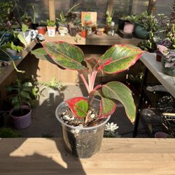 Red Aglaonema Plant 