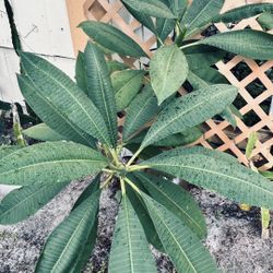 Plumeria Cuttings 8”-12” Inches