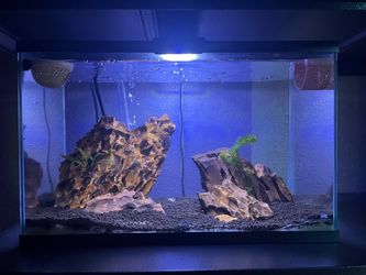 fish tank full setup