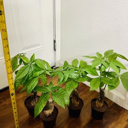 SMALL Money Tree Stump Live Indoor Plant In 4" Pot Ready To Replant $8/each