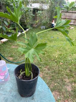 Philodendron Hope Live Plant in Pot