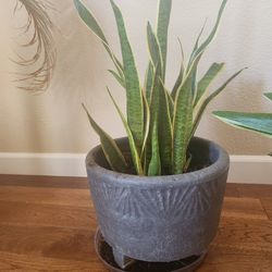 A Beautiful Snake Plant With Pot 