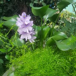 Aquatic Plants. Plantas De Agua. DM For Prices. Pregúnteme El precio 