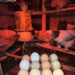 Fertilized Fresh Barnyard Eggs
