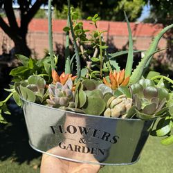 Beautiful plants 🪴