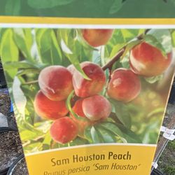 Árboles de durazno $45 cada uno