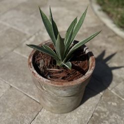 Agave angustifolia, commonly known as the Caribbean Agave or Narrow Leaf Agave. Plant/Pot. 