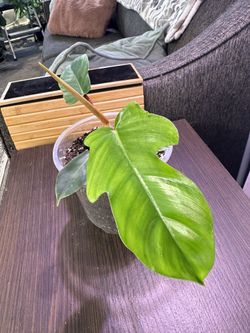 Philodendron Squamiferum