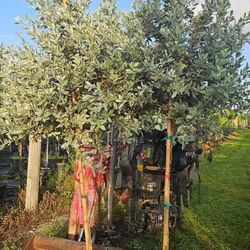 Silver Bottom Wood Decoration Instant Privacy Hedge