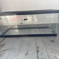 20 Gallon Tank
