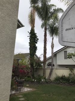 Palm Trees