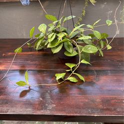 Hoya Fungii Seed 6” Hanging Basket 