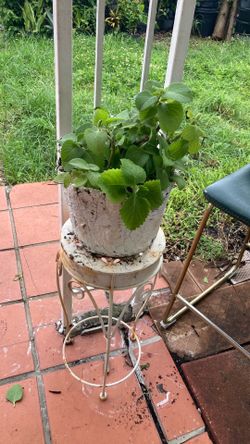 Plantas