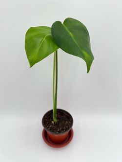 Monstera Deliciosa