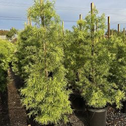 Fern Pine Privacy Hedge 