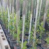 M&M PLANTS 