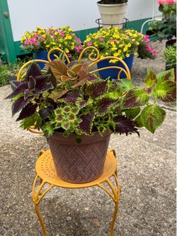 Beautiful  multi coleus  in a new planter