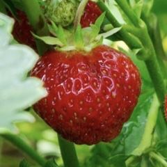 Strawberry plants bare Root starts Garden Fruit Organic Big Red $2 per plant 