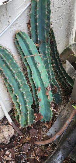 Peruvian apple cactus cuttings 2-3ft healthy