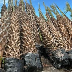 cabbage palm 10 feet tall 
