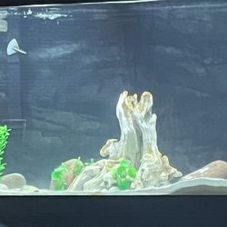 Fish Tank Aquarium Background 