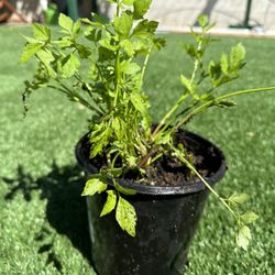 Cây Rau Cần Nước Water Celery