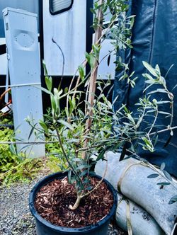 Olive tree