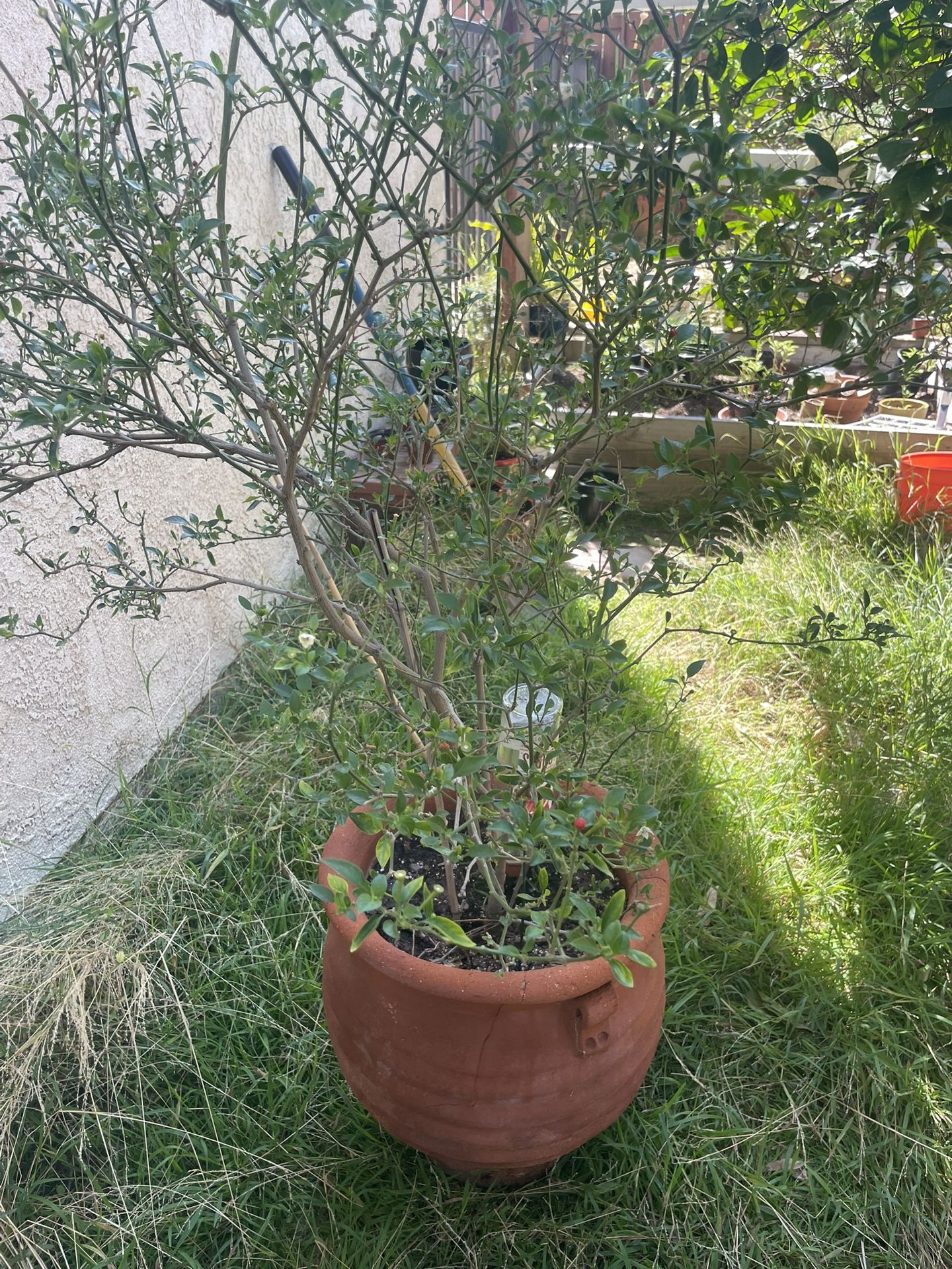 CHILTEPIN Plants For Sale !!!