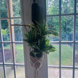 Hanging Plant in Macrame Holder