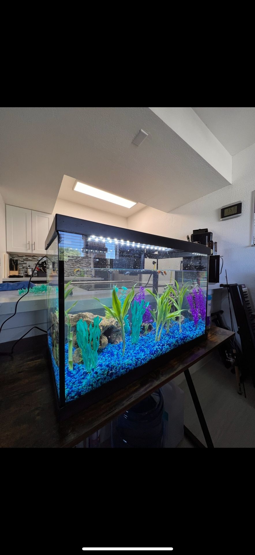 Fish Tank & Decor
