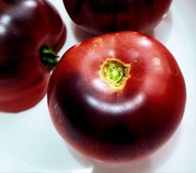 Rare Organic Blue Tonic Tomato Plants! 2026 SEASON EARLY RELEASE! Available Now!