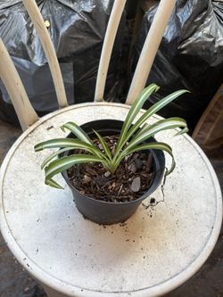 Spider Plant 