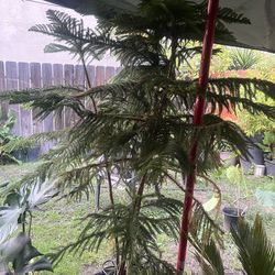 Plant