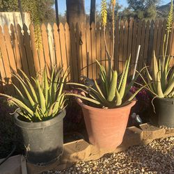 Sábila , aloe Vera big