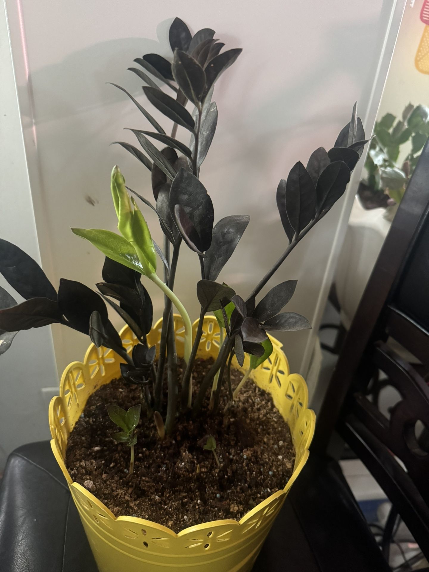 Indoor Zz Plant 🪴