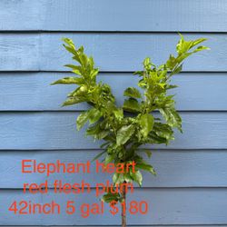 elephant heart red flesh plum tree