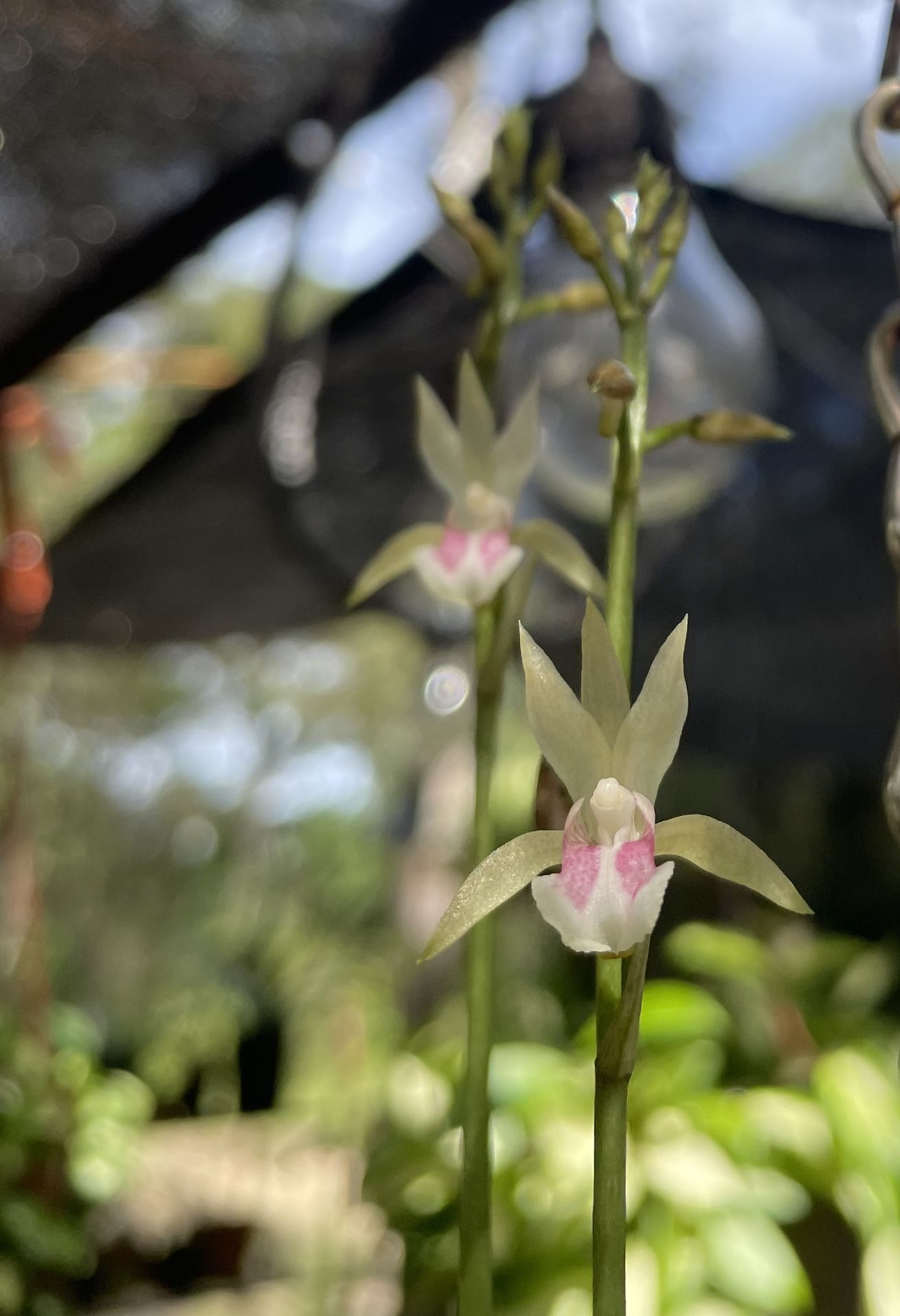 Live Rooted African Spotted Orchid Bulb/ Monk Orchid / Oeceoclades Maculata / Rare Orchid Houseplant