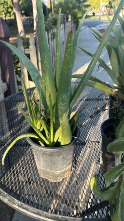 Live plants 12 dollars each