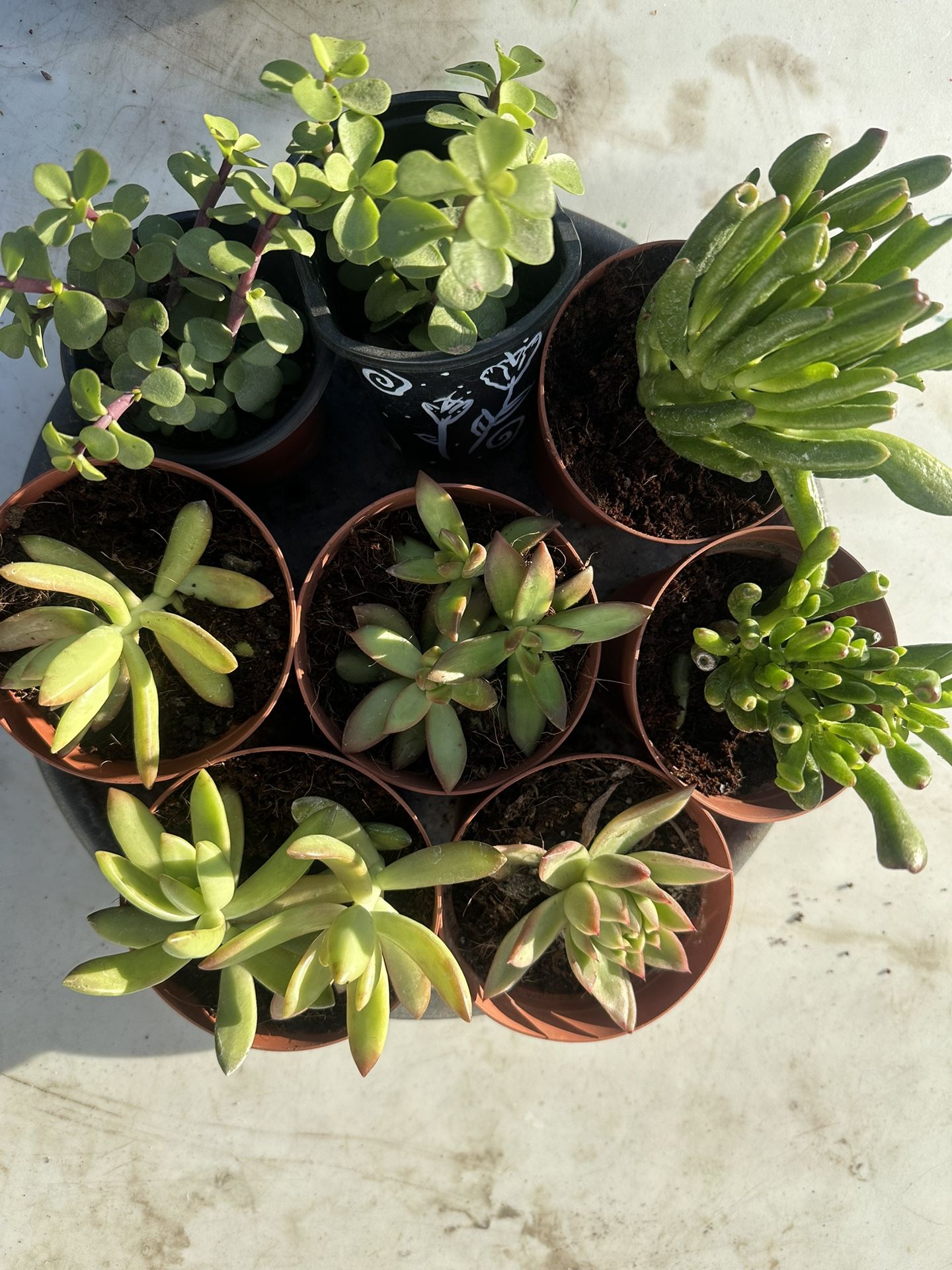 Succulent Plantss
