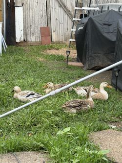 Free range Duck eggs (non fertilized) for consumption