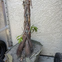 Free Plant