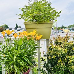 $39 Each Beautiful Plant 