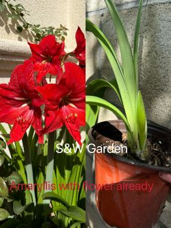 Amaryllis With Flower Already Super Hot Red