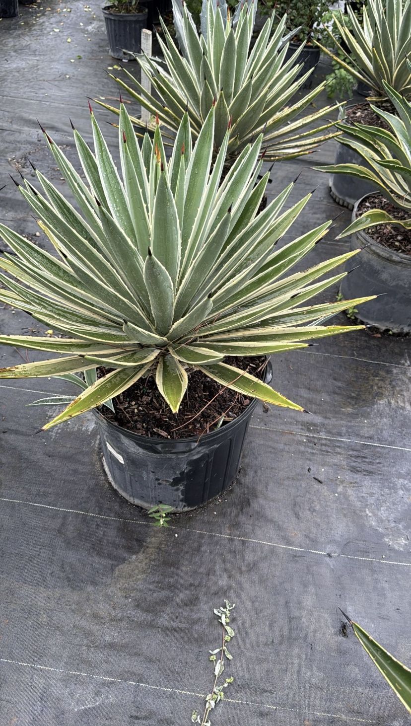 Caribbean Agave - 7gl