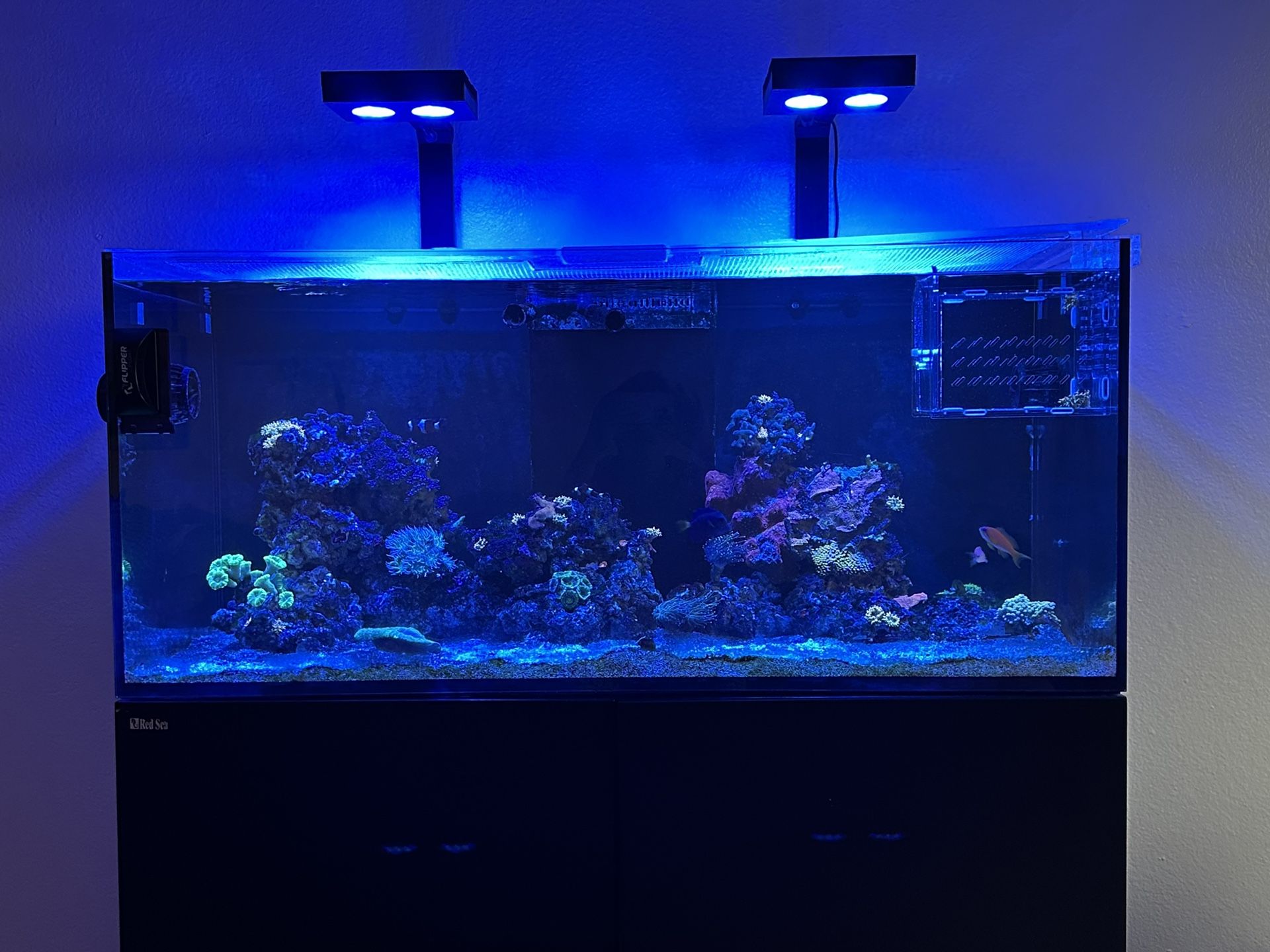 Red Sea 350 Reef🪸 Tank