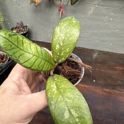 Hoya Gunung Gading Splash