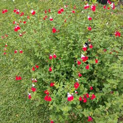 Salvia Hot Lips Plant 