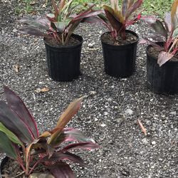 Red Sister Plants 
