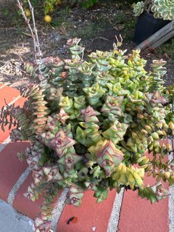 Crassula perforata string of buttons Succulent Plant In One Gallon Pot